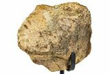 Dinosaur (Triceratops) Frill Shield Section w/ Stand - South Dakota #378586-1